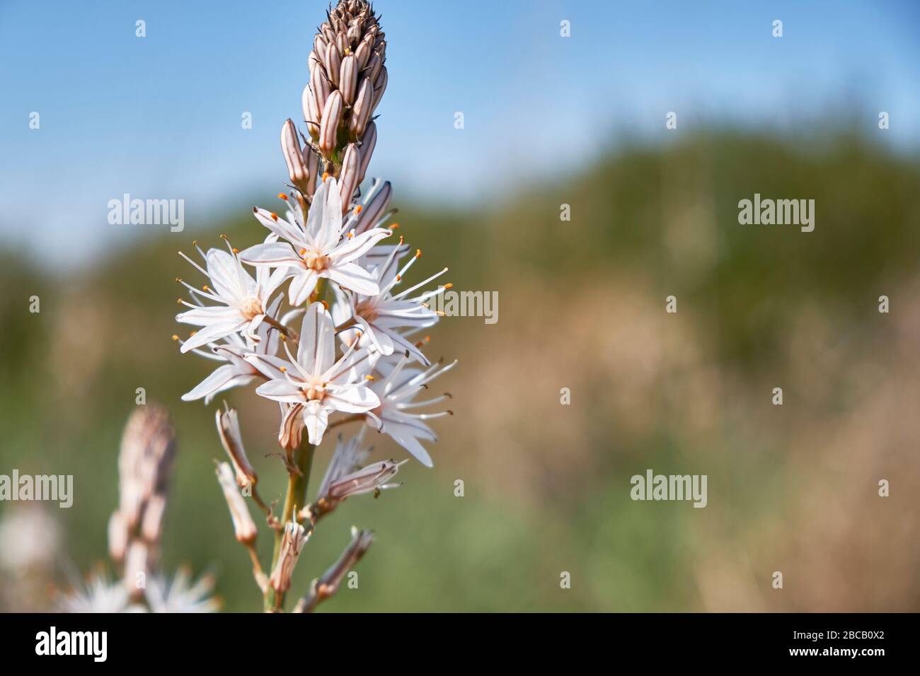 Flowers and bud of White asphodel or Asphodelus albus. Stock Photo