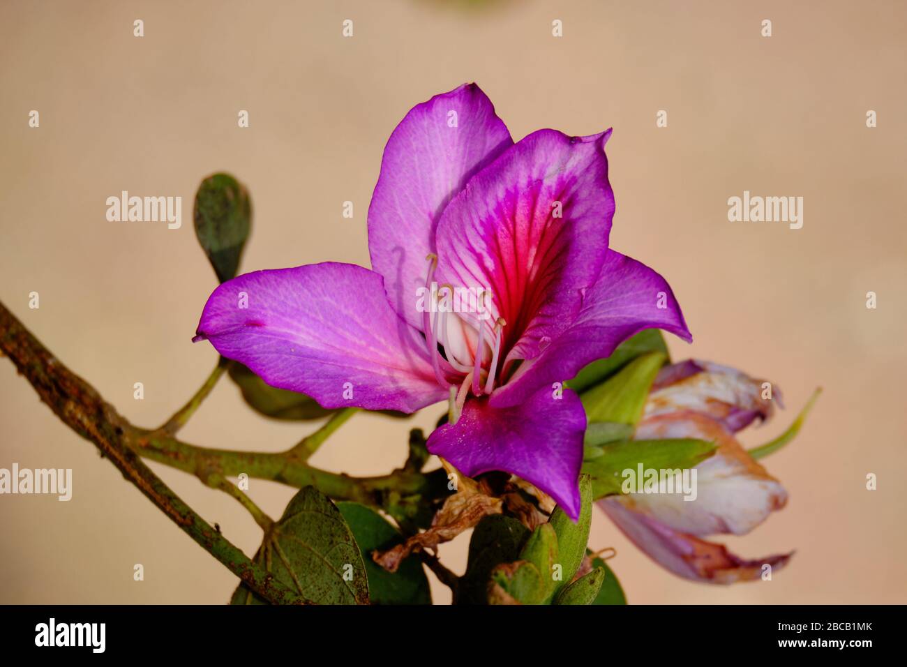Bauhinia variegata, flowering plant in the legume family Fabaceae. Stock Photo