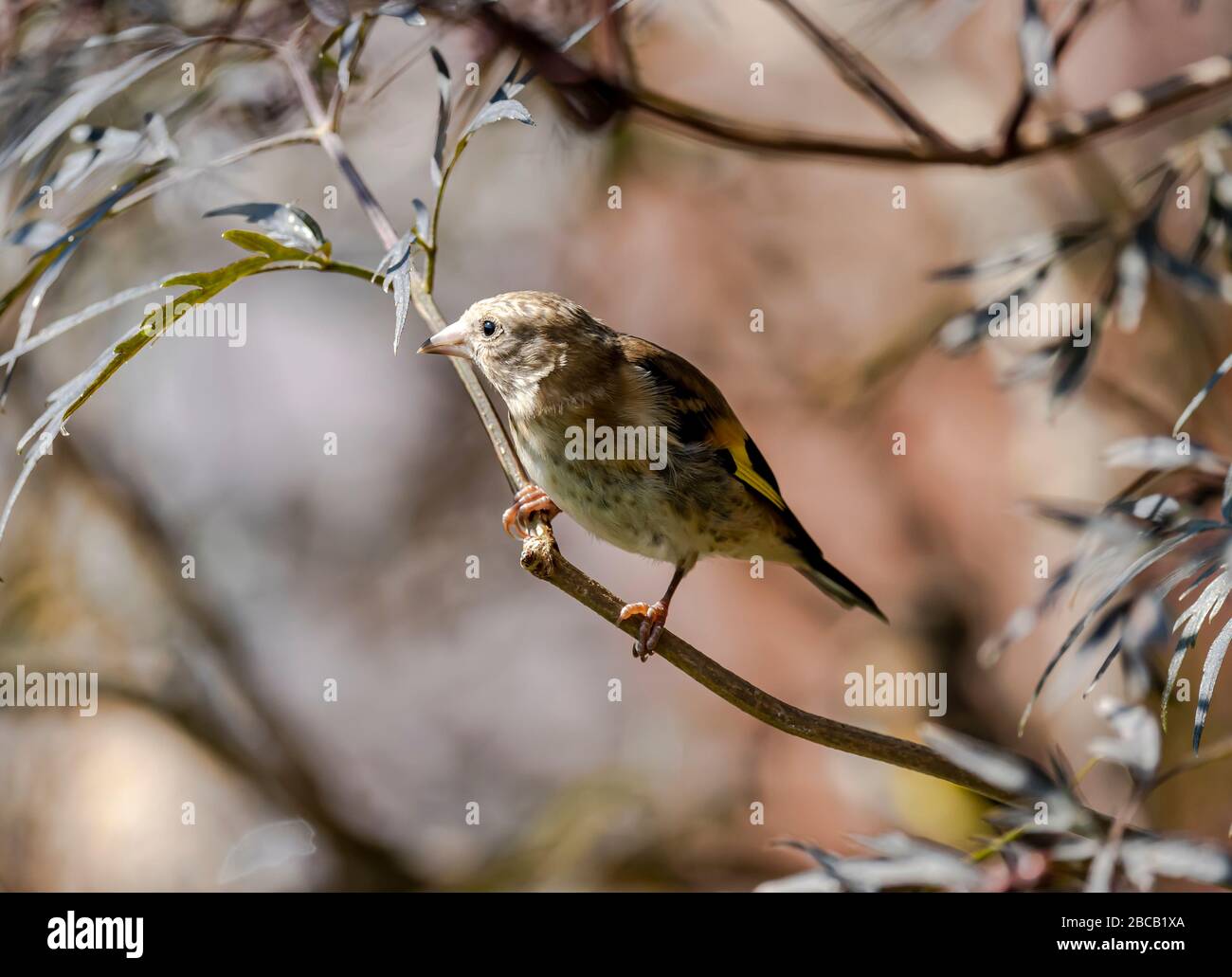 European goldfinch Stock Photo