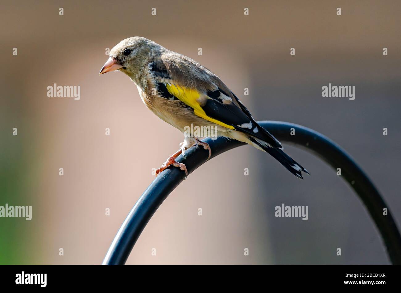 European goldfinch Stock Photo