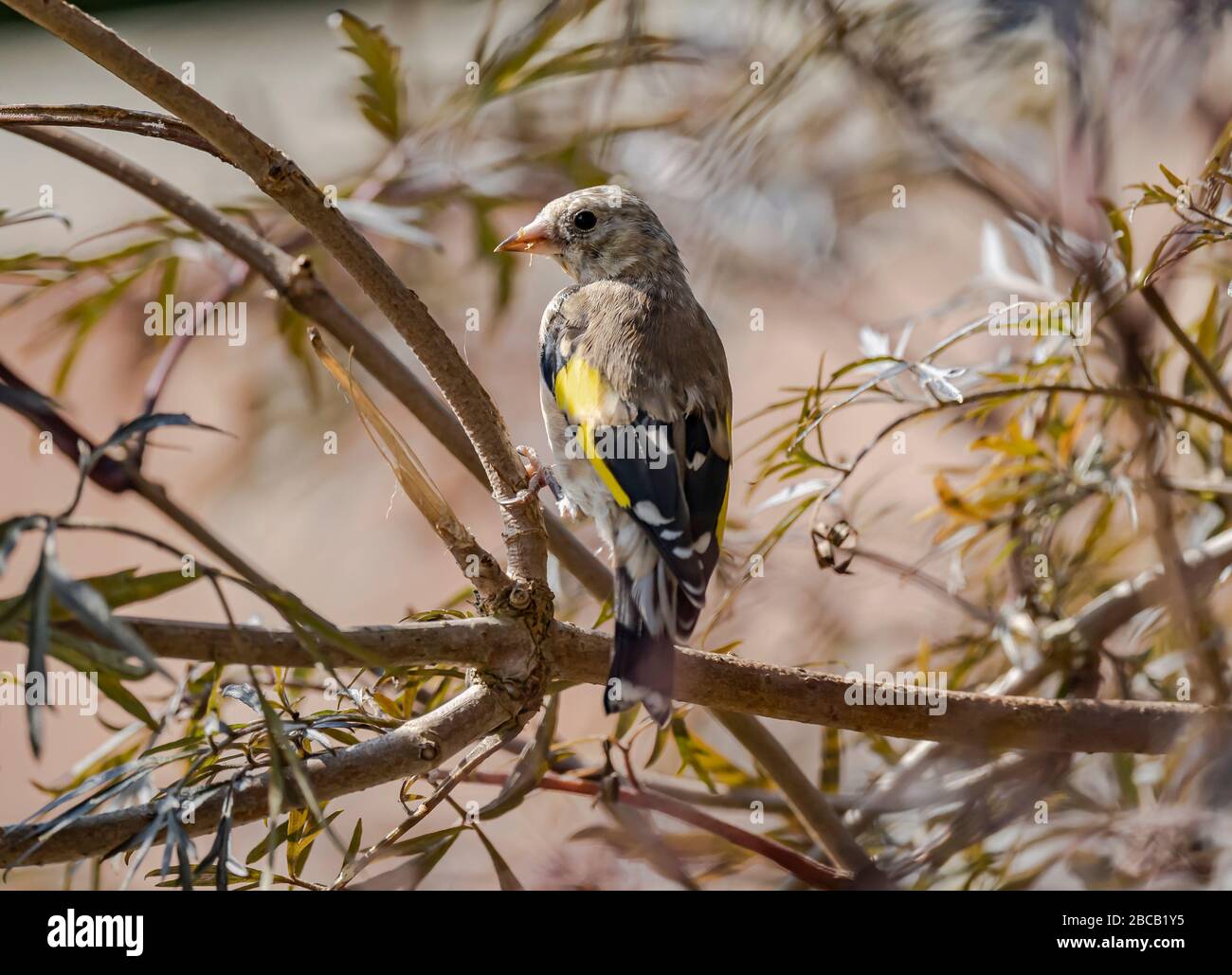 European goldfinch Stock Photo