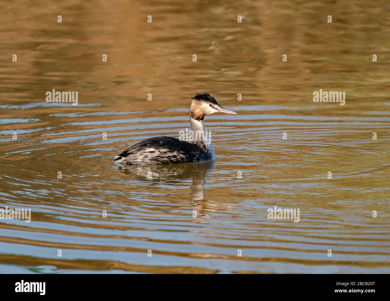 Great crested grebe Stock Photo
