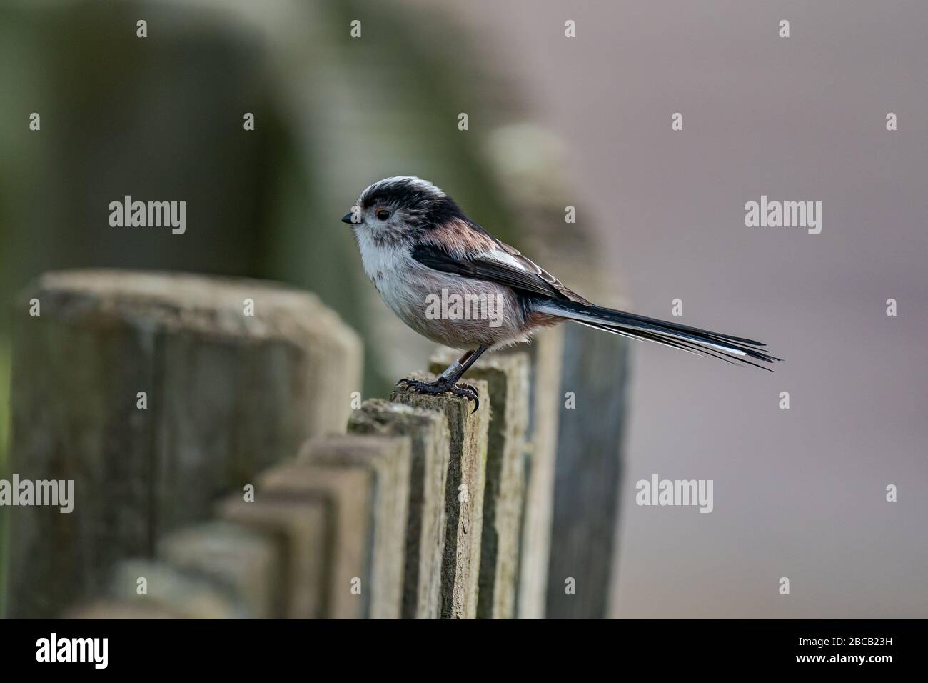 Long Tailed Tit Stock Photo