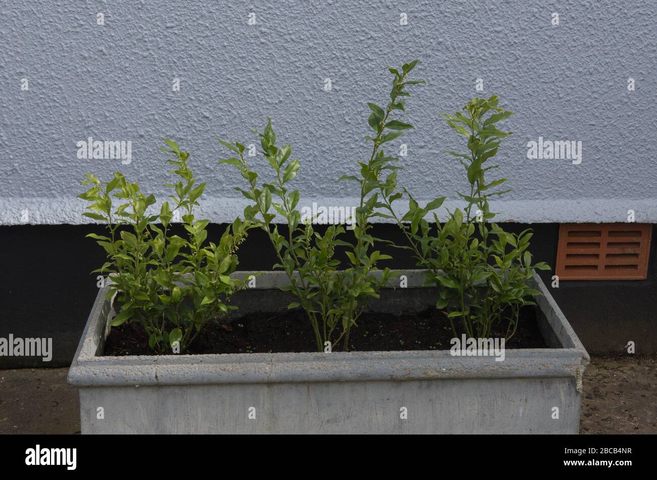 Box Bush Three Spring Foliage of Three Evergreen Sweet Box Shrubs (Sarcococca confusa ...