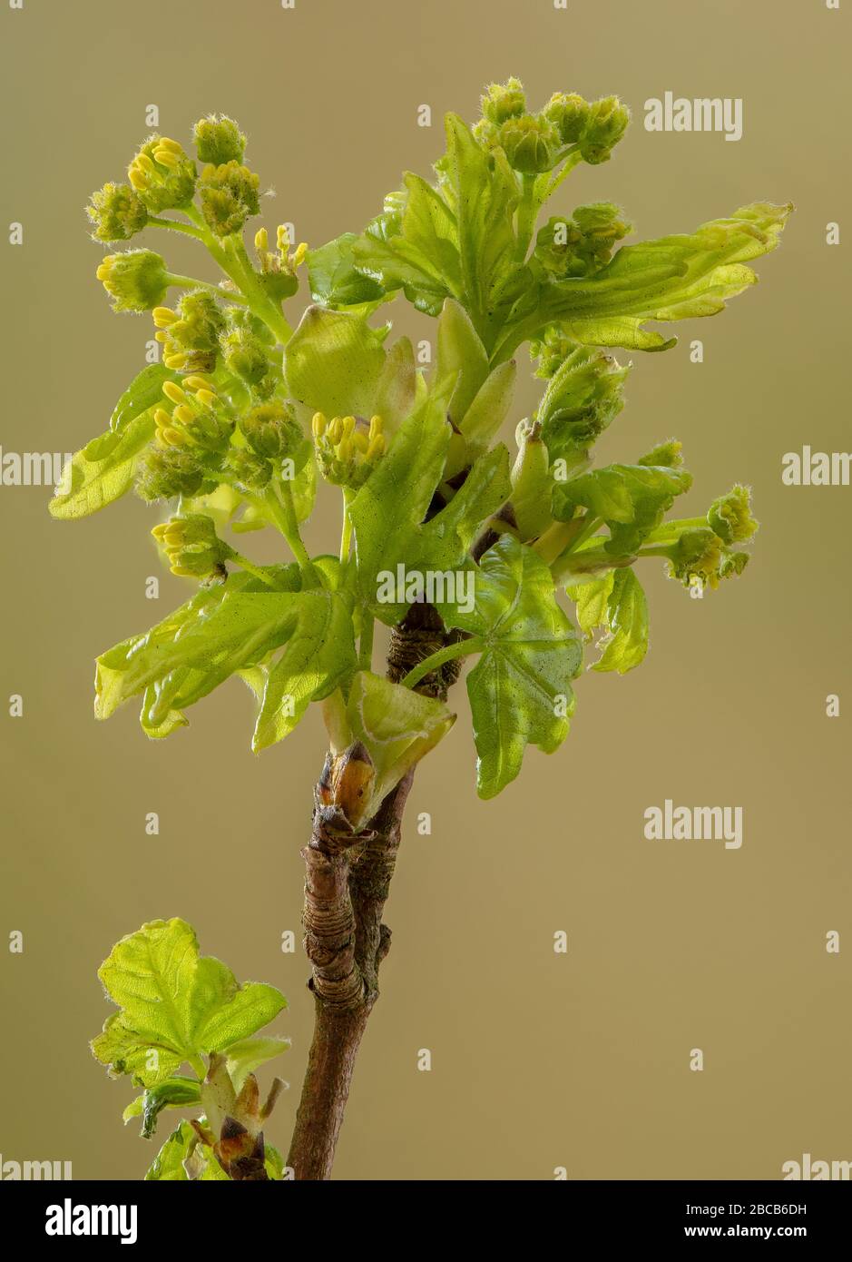 Field maple, Acer campestre, in early spring as the flowers open and ...
