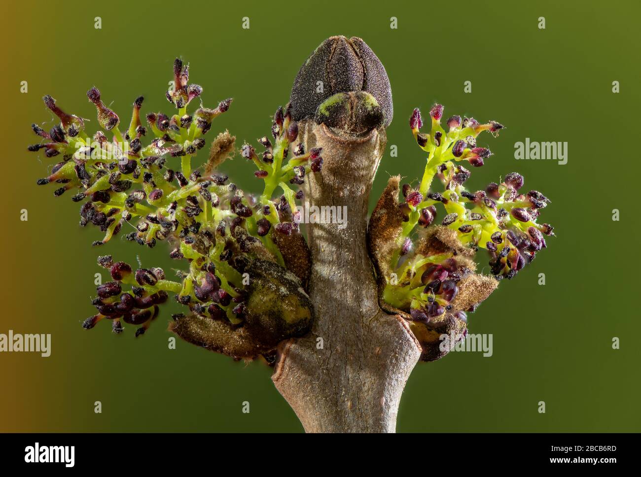 Ash In Spring Flowers of Common Ash, Fraxinus excelsior, just coming out in spring ...
