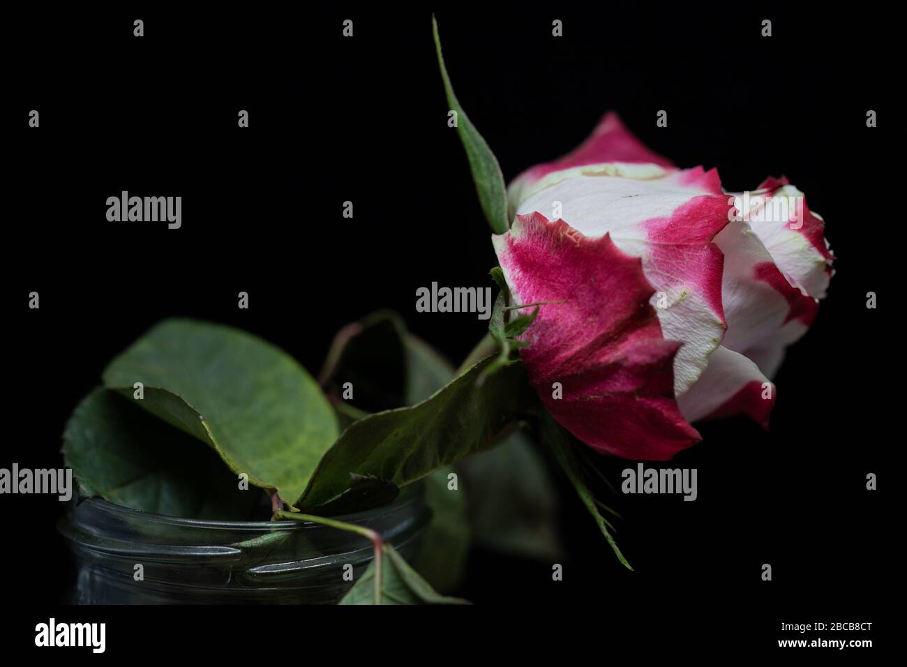 Welkende Rose (8 Tage alt) /wilt rose Stock Photo