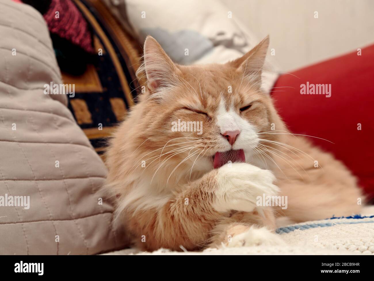A big and strong norwegian forest cat male washing his paw on a sofa