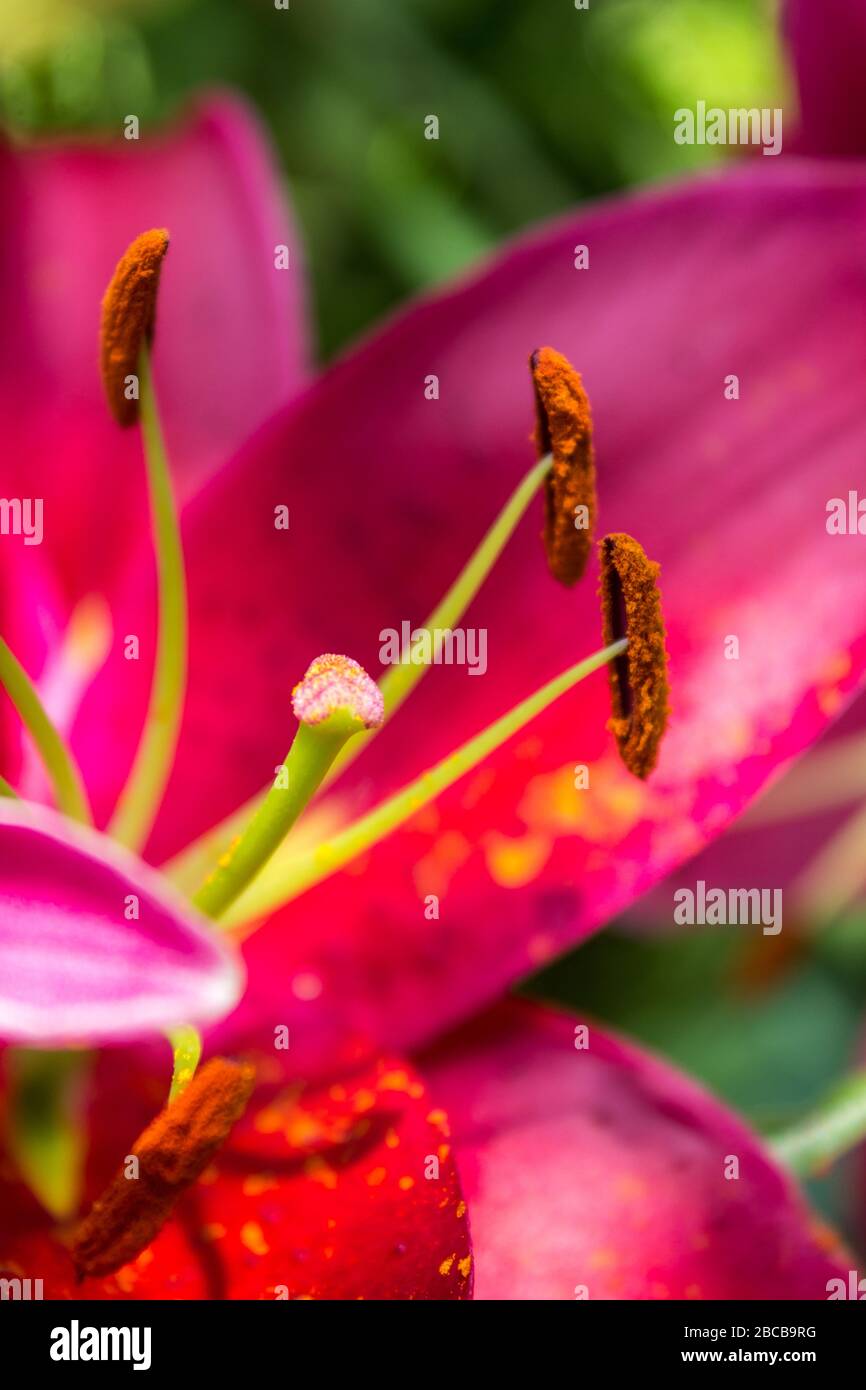 Hybrid Lily High Resolution Stock Photography and Images - Alamy
