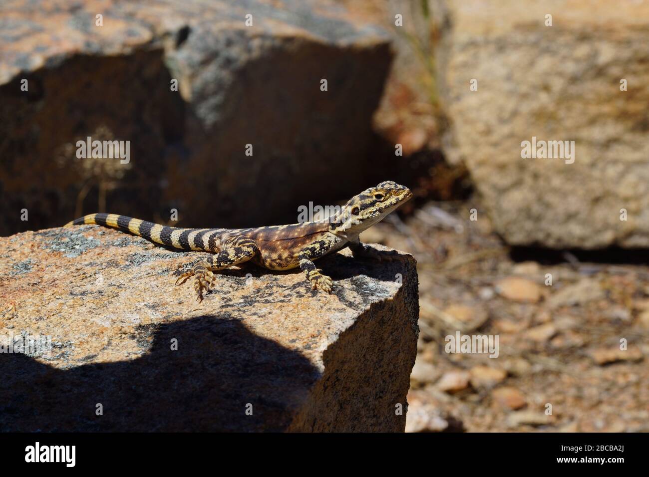 Ctenophorus ornatus, the Ornate Crevice-Dragon, a lizard sitting on granite rocks in Southwest Western Australia Stock Photo