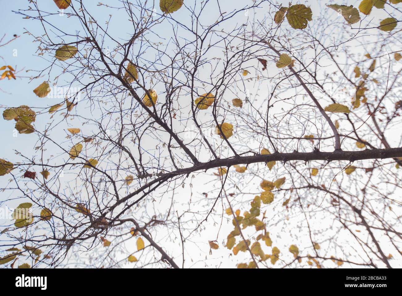 A plane tree with orange leaves and cones against the blue sky in the ...