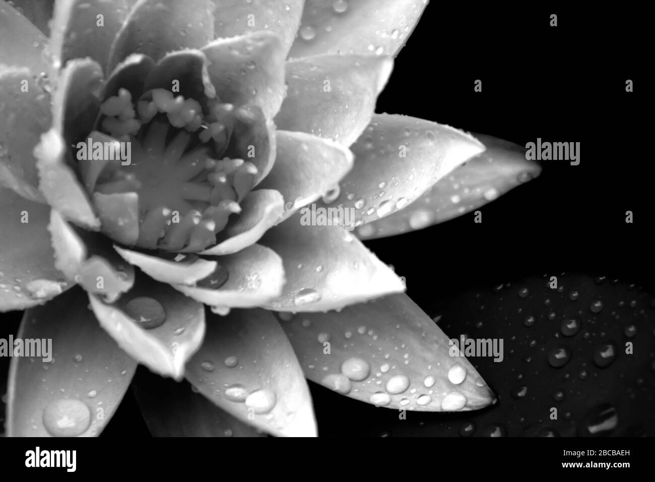 A Monochrome photo of a waterlily, Nymphaea, covered in water droplets Stock Photo