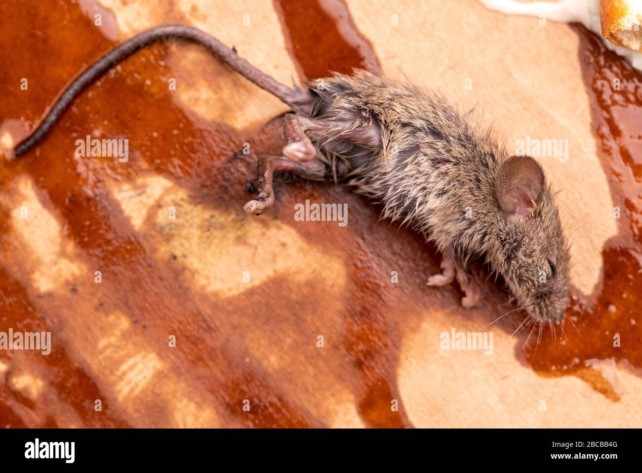 Dead mouse in glue trap Stock Photo - Alamy