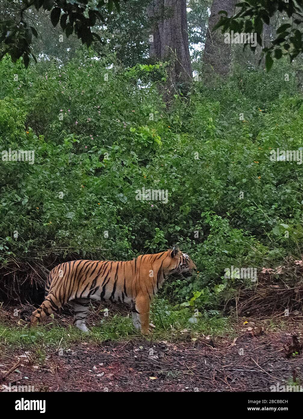 A male Tiger exploring the forest of Nagarhole National Park, Kabini, Karnataka, India Stock Photo