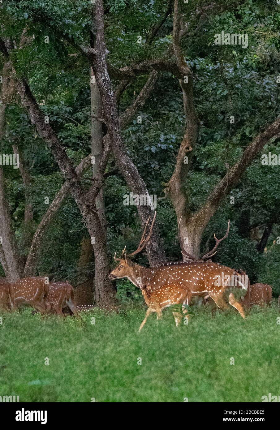 A Spotted Deer stag at Nagarhole National Park, Kabini, Karnataka, India Stock Photo