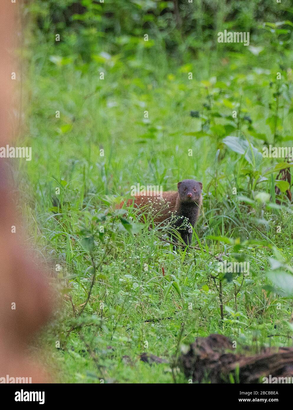 Striped necked mongoose on safari hires stock photography and images