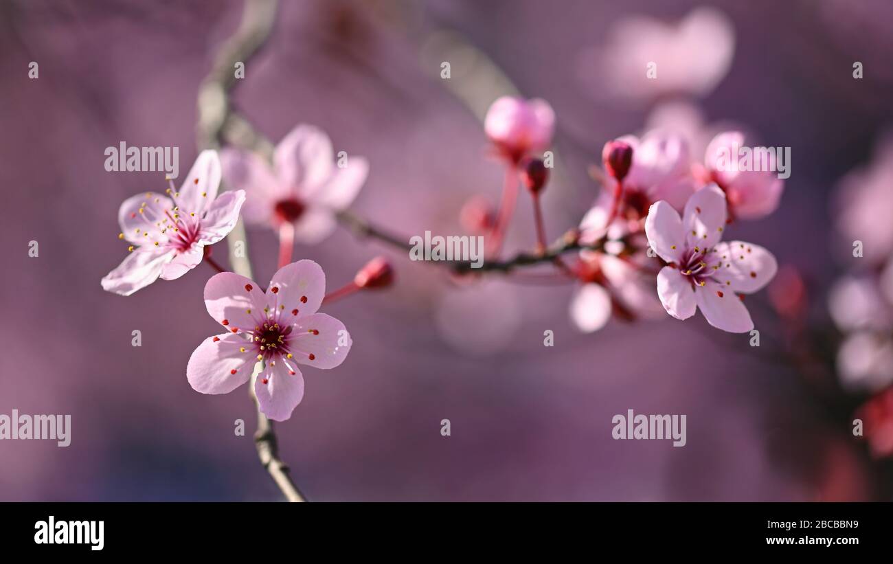 Beautiful flowering Japanese cherry Sakura. Background with flowers