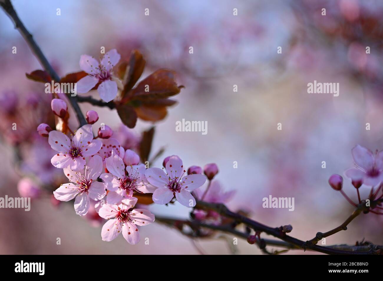 Beautiful flowering Japanese cherry Sakura. Background with flowers