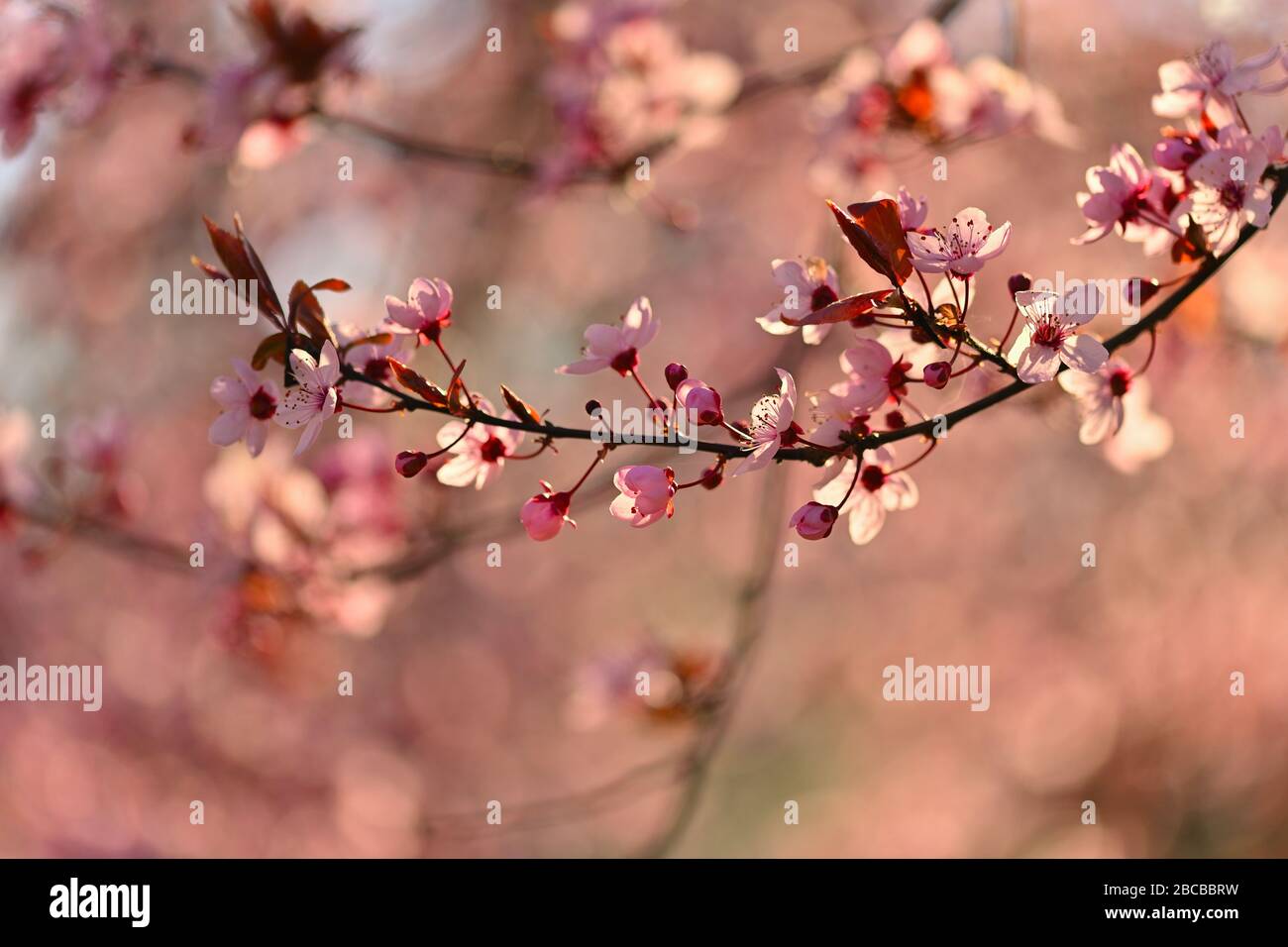Spring - Springtime. Japanese cherry Sakura. Beautifully blooming colorful tree in nature. Background with sunrays. Stock Photo