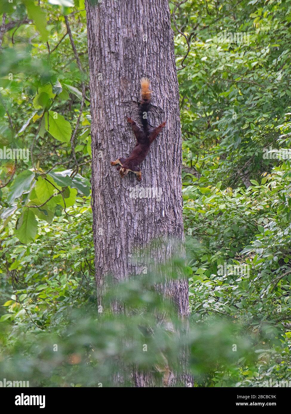 An Indian Giant Squirrel on a tree at Nagarhole National Park, Kabini, Karnataka, India Stock Photo