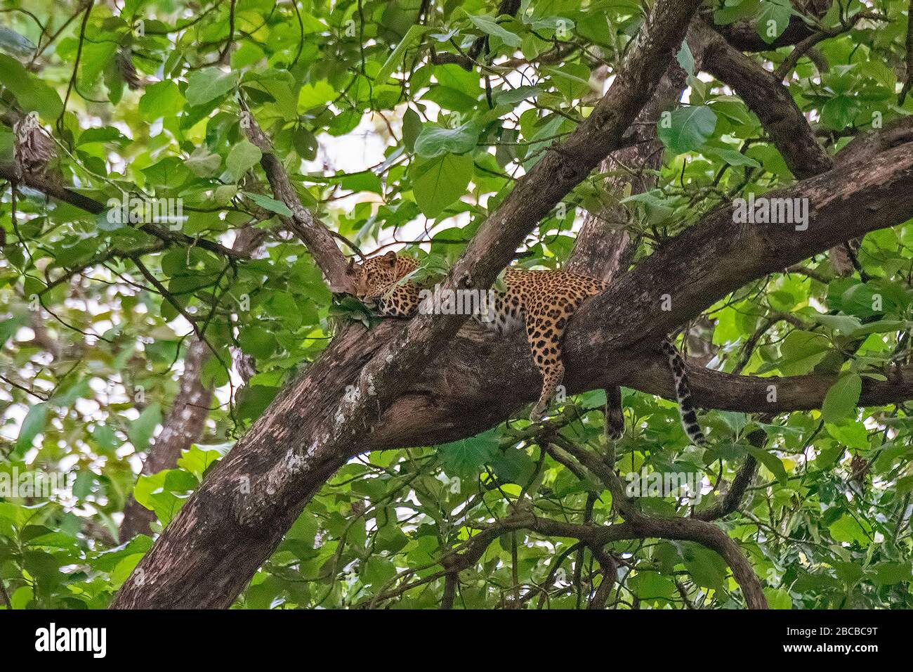 A Leopard resting on a branch of a tree at Nagarhole National Park, Kabini, Karnataka, India Stock Photo