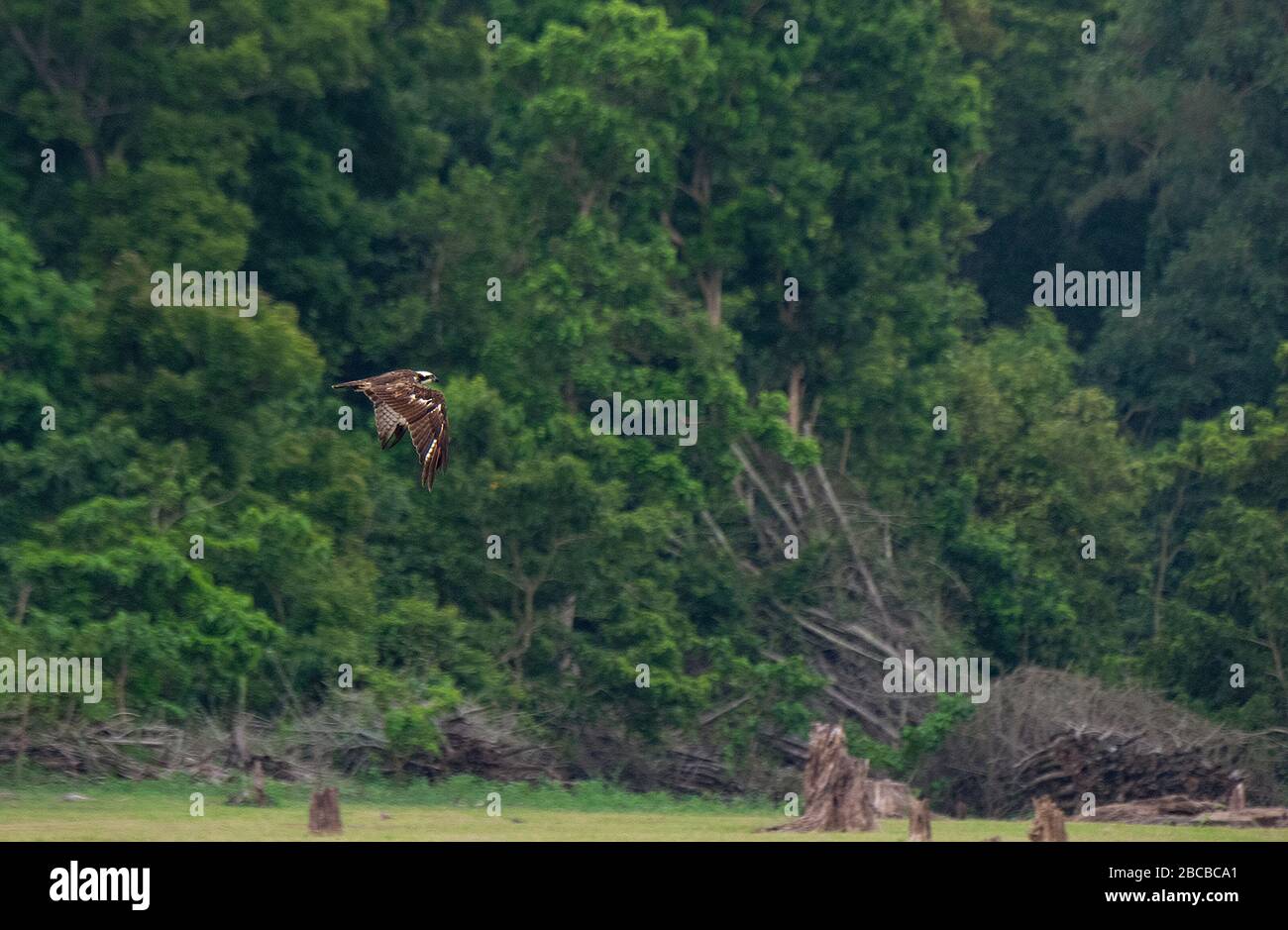 An Osprey Flying at Nagarhole National Park, Kabini, Karnataka, India Stock Photo