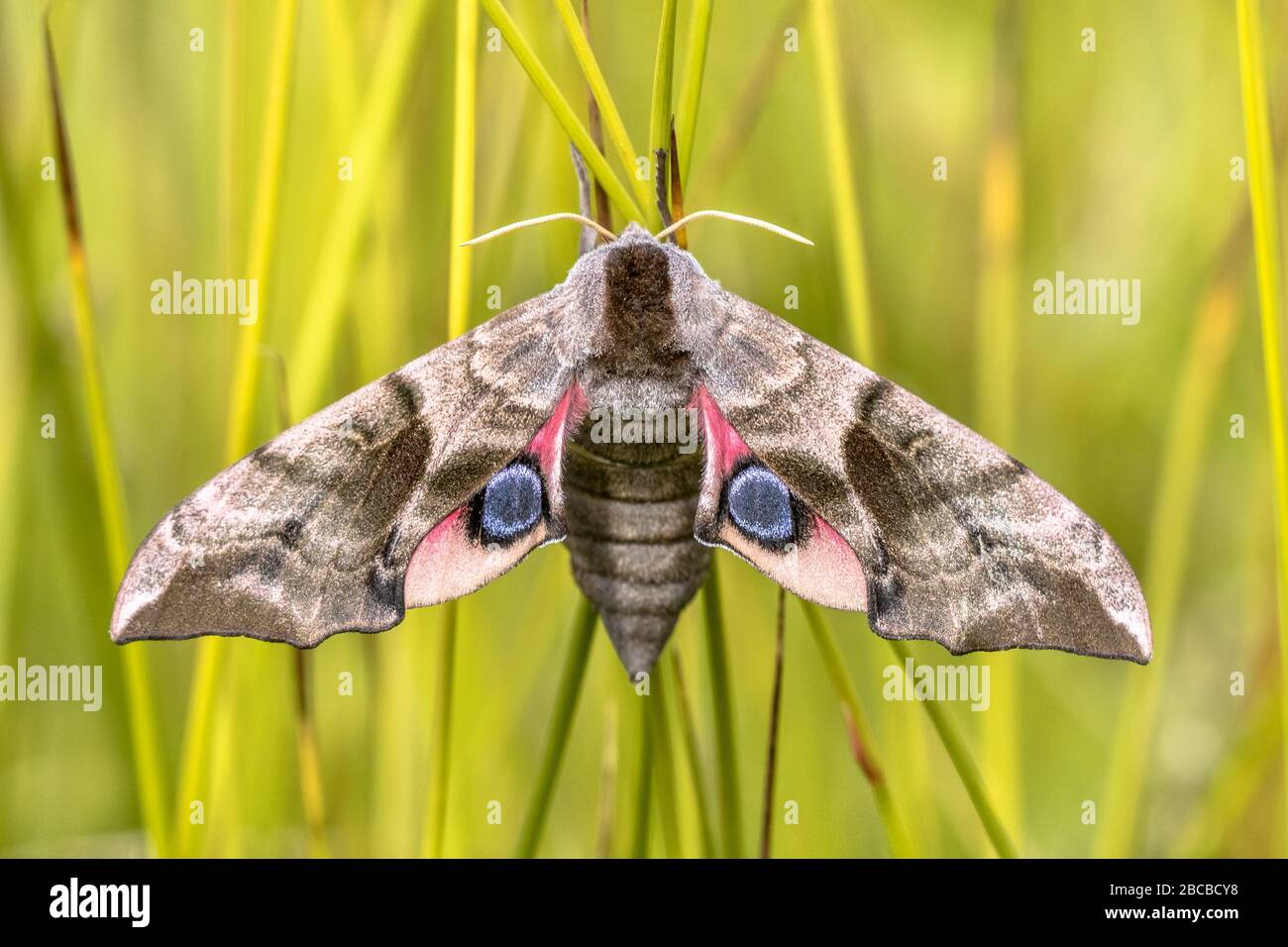 Eyed hawk-moth (Smerinthus ocellatus) is a European moth of the family Sphingidae.  The caterpillars feed on willow. Stock Photo