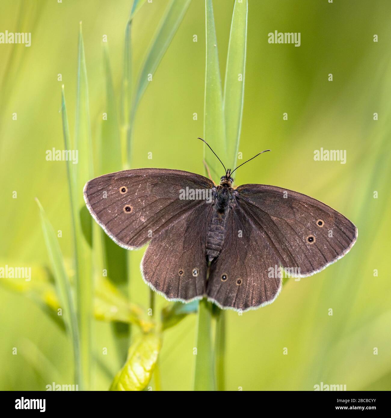 Ringlet butterfly (Aphantopus hyperantus) resting on grass with bright green background Stock Photo