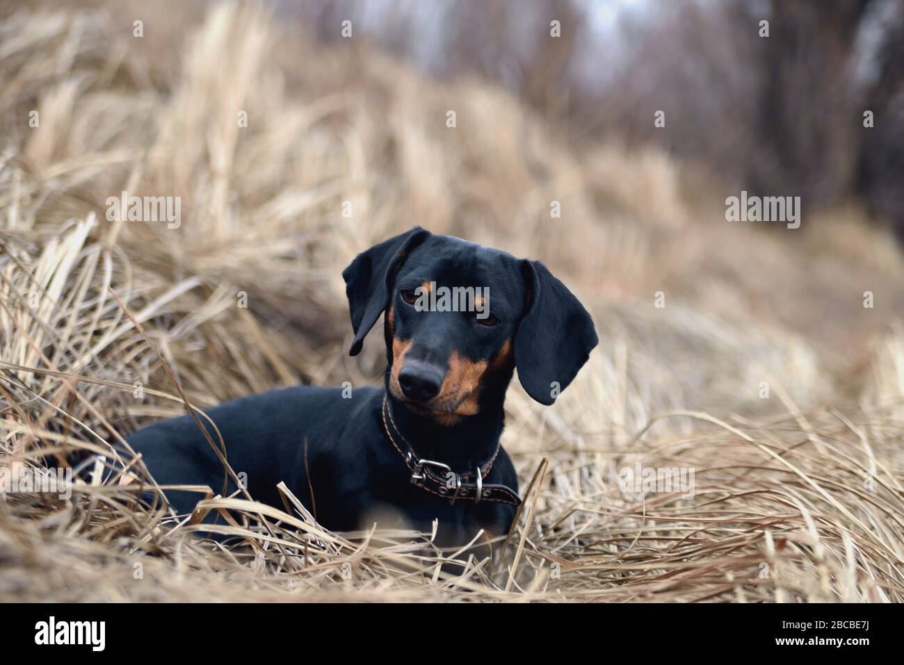 Black dachshund dog on the background of the old gray grass looks ahead Stock Photo