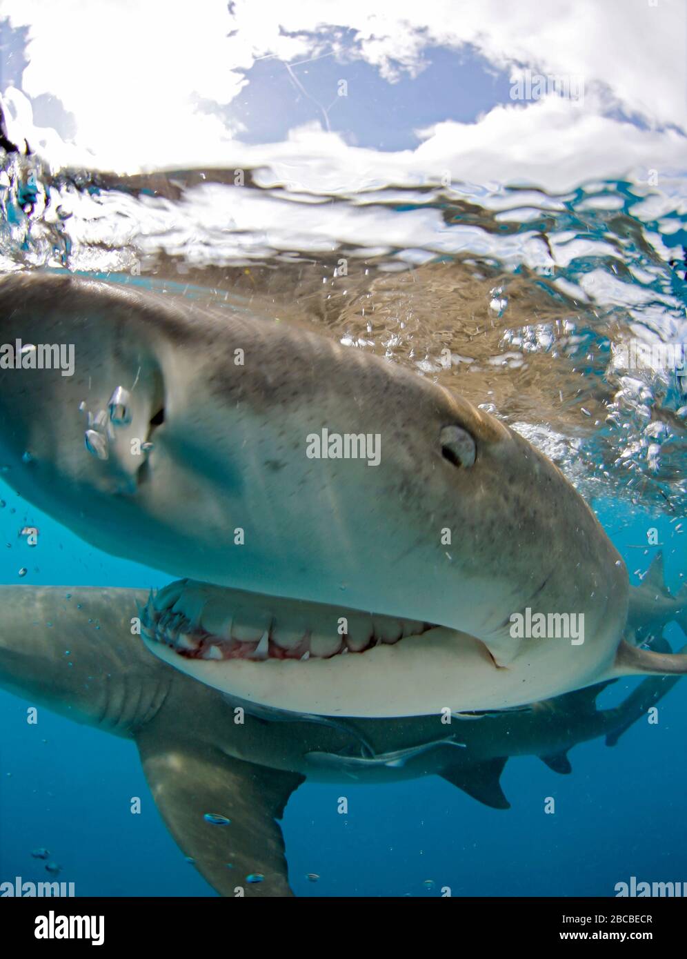 Lemon Shark (Negaprion brevirostris) Bumping into the Camera, Right beneath the Surface. Tiger Beach, Bahamas Stock Photo