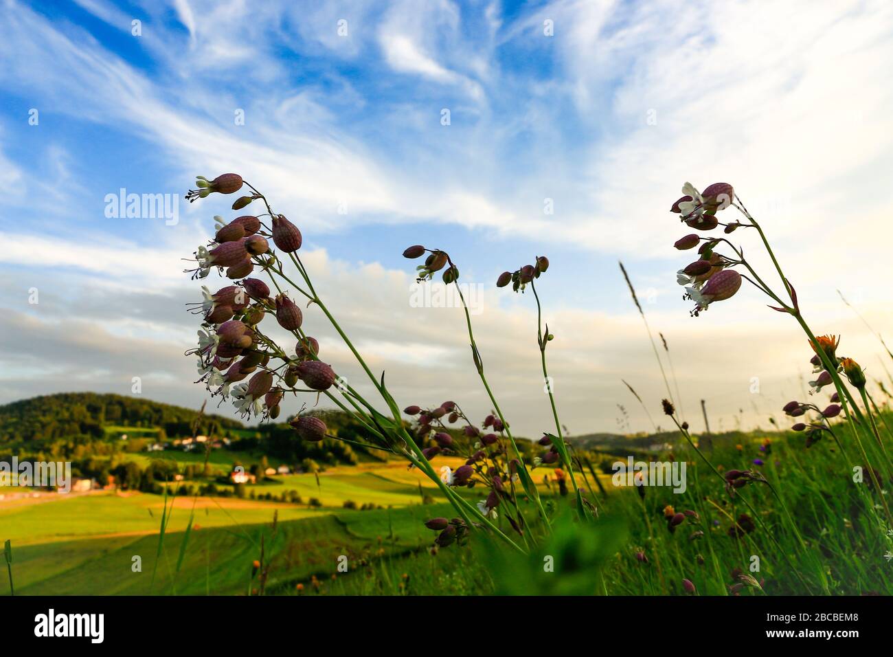 Rural area with fields and meadows under a late afternoon summer sky in the Muehlviertel, Austria Stock Photo