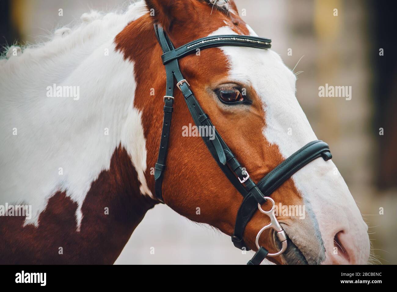 Portrait of a beautiful skewbald horse on a farm with a black leather bridle on its muzzle. Stock Photo