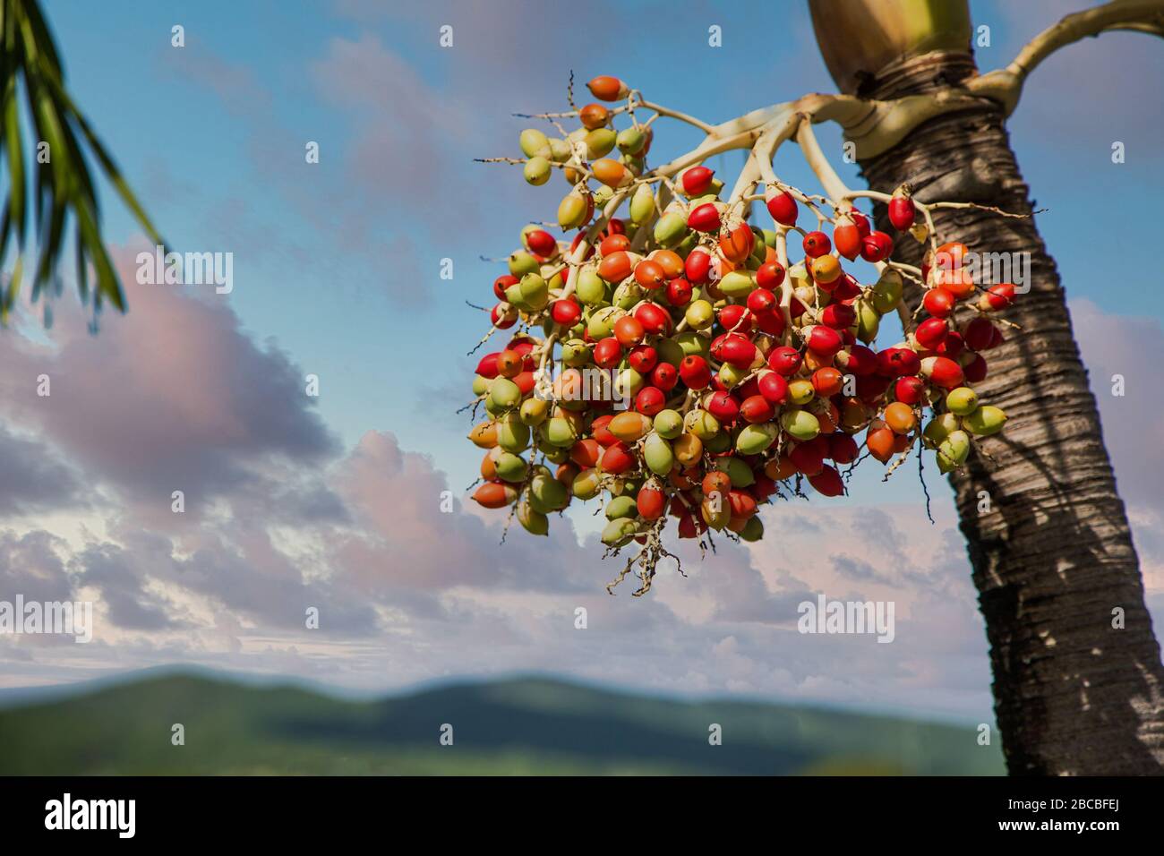 Seeds palm tree orange fruit hires stock photography and images Alamy