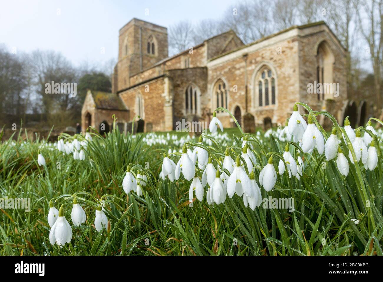 Snowdrops at the Church of St. Michael & All Angels, in Loddington, Leicestershire, England Stock Photo