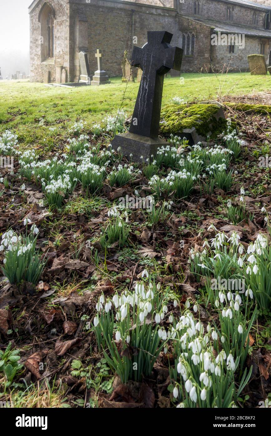 Snowdrops at the Church of St. Michael & All Angels, in Loddington, Leicestershire, England Stock Photo