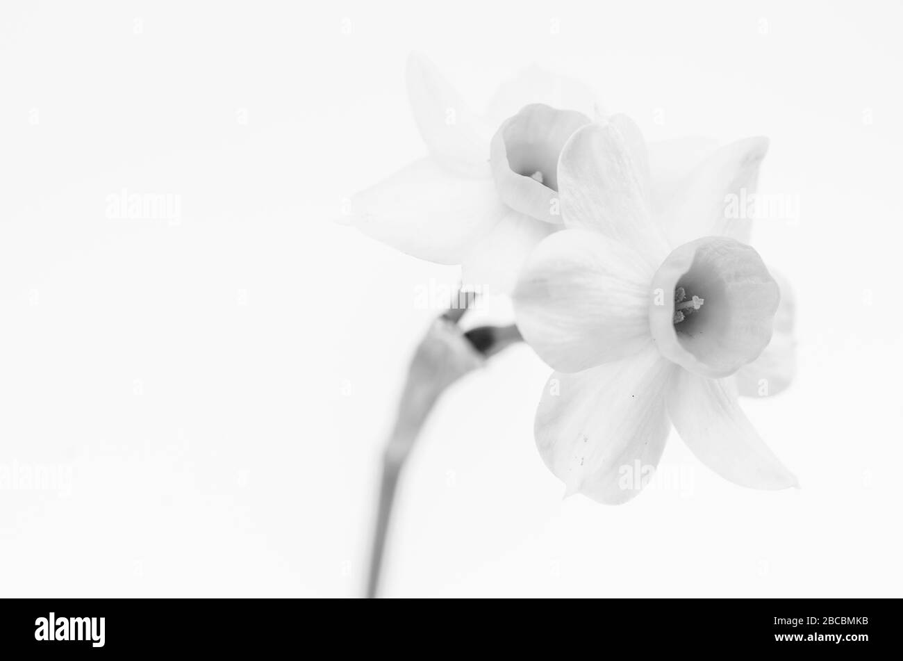 narcissus flowers still life close up on white background Stock Photo