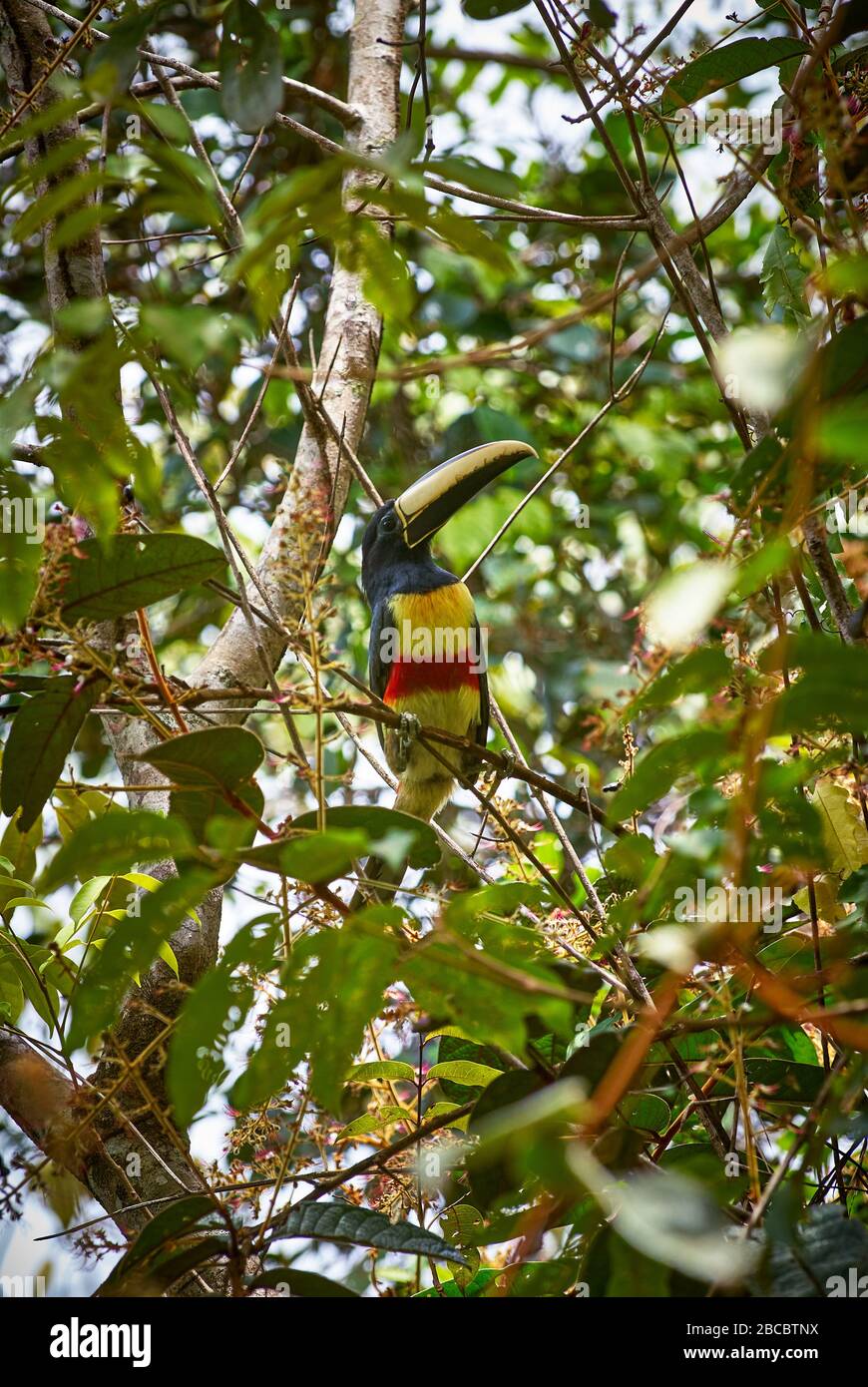 Tukan Vogel High Resolution Stock Photography And Images Alamy