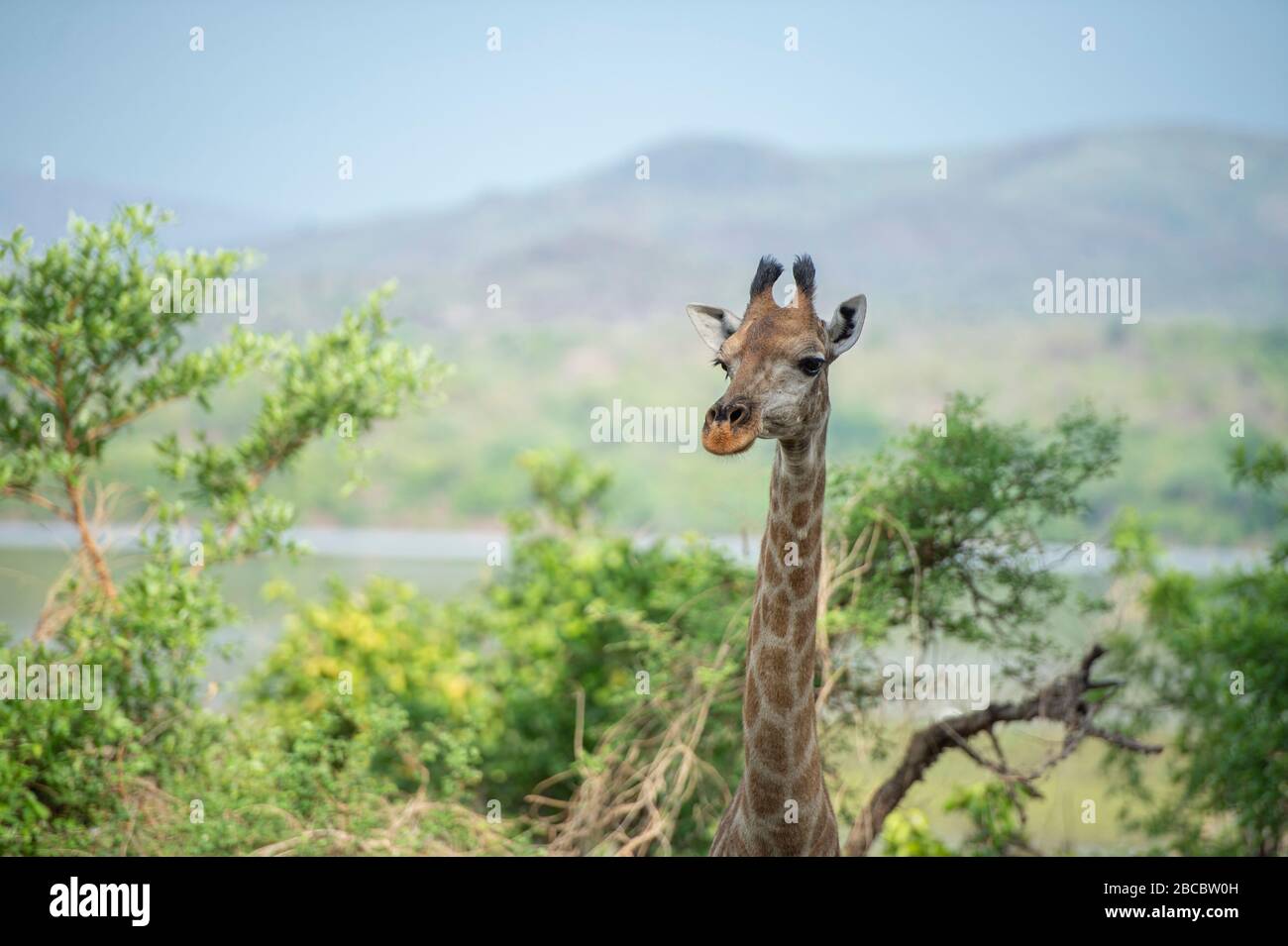 Giraffe Malawi Majete Africa Stock Photo - Alamy
