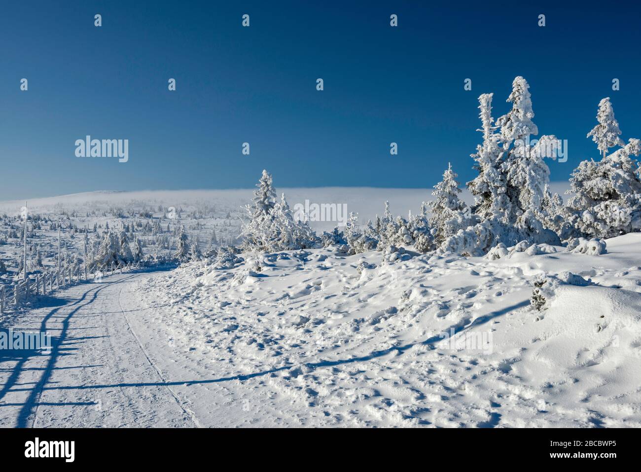 Trail in Karkonosze (Krkonose) in winter, mountain pine and spruce growing,Sudetes mountain range, Karkonosze National Park, Lower Silesia, Poland Stock Photo