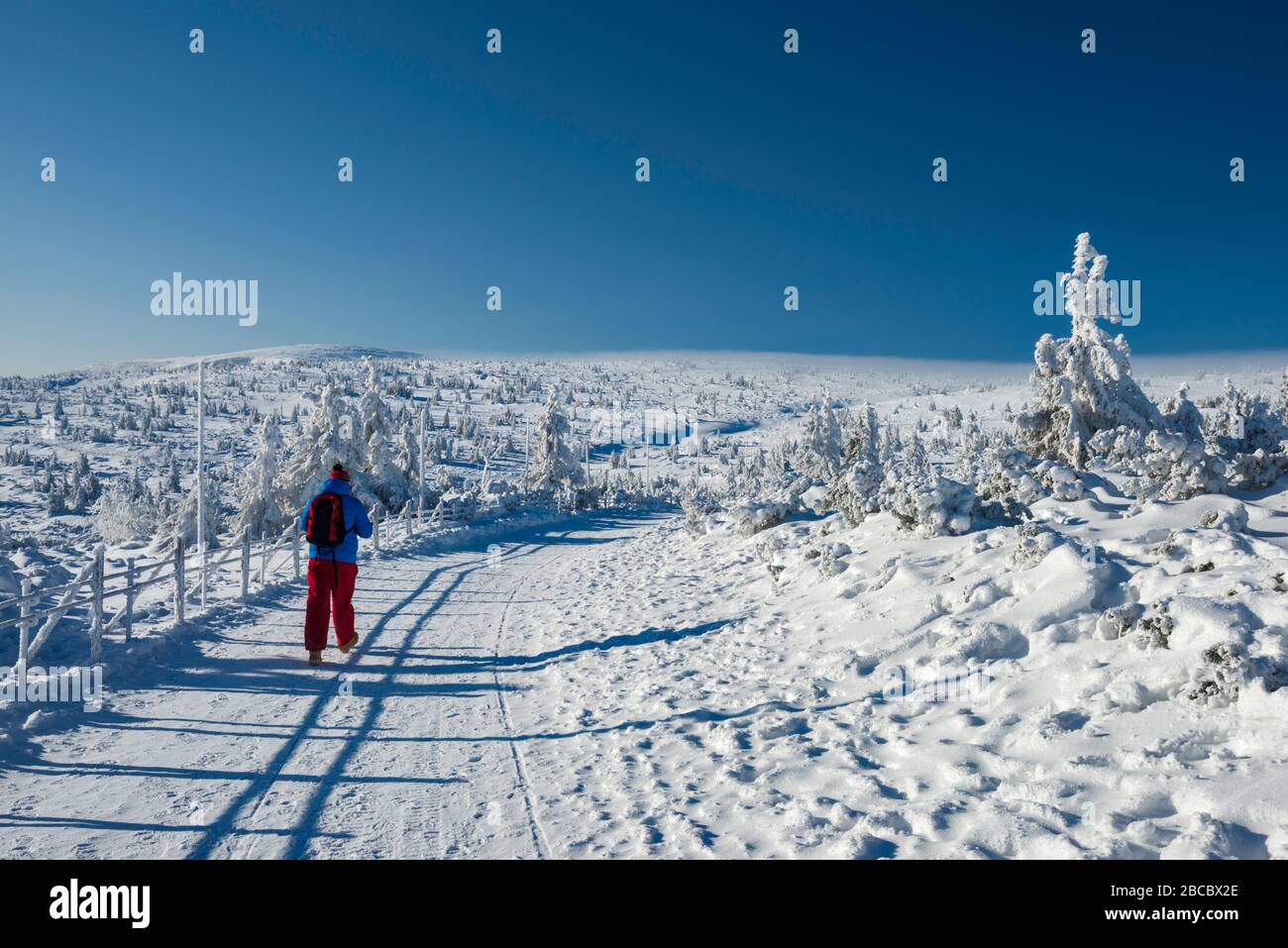 Hiker at path covered with snow in winter, timber line, in Karkonosze mountain range, Karkonosze National Park, Lower Silesia, Poland Stock Photo