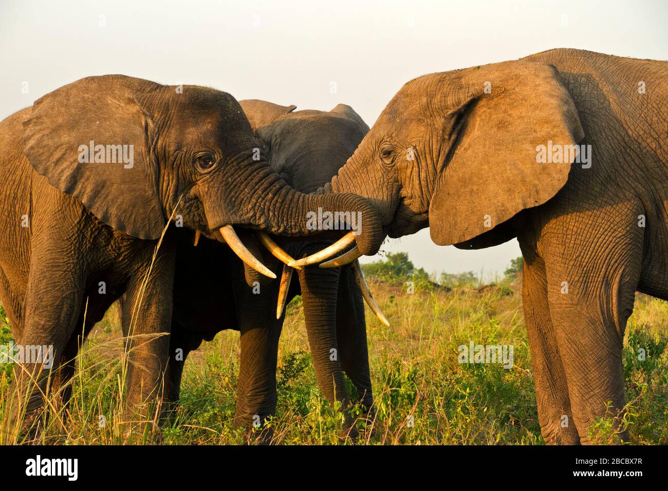 Elephant bulls maintain bonds by tactile communication with their