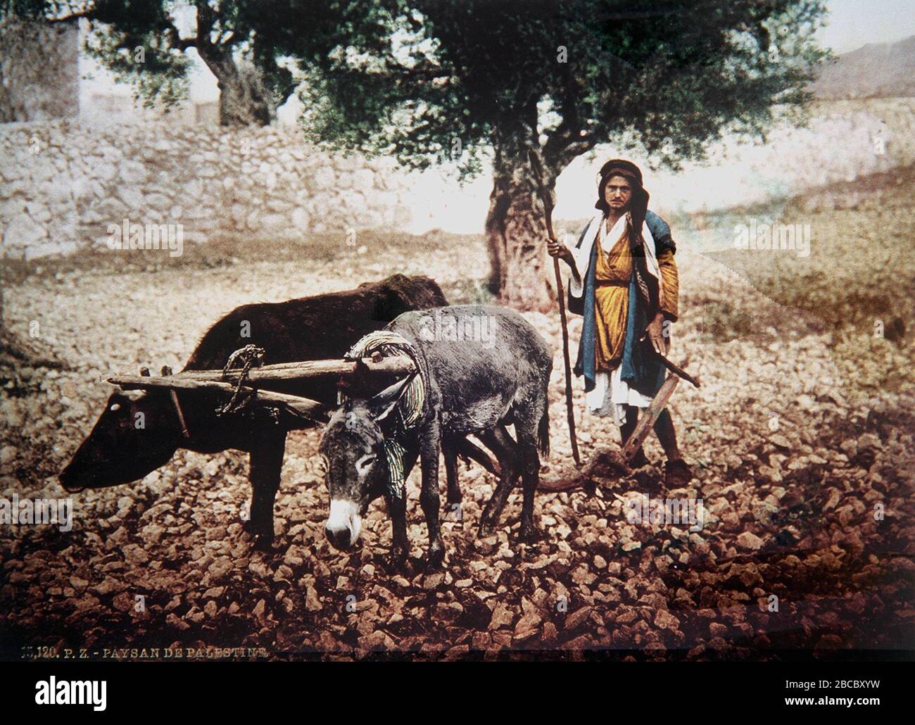 English Arab Woman Using Donkeys To Plow Her Field Color Photo Taken In Late 19th Century By French Photographer Bonfils O U I U E I O U I I U E I I19 C U I U U I O E I O