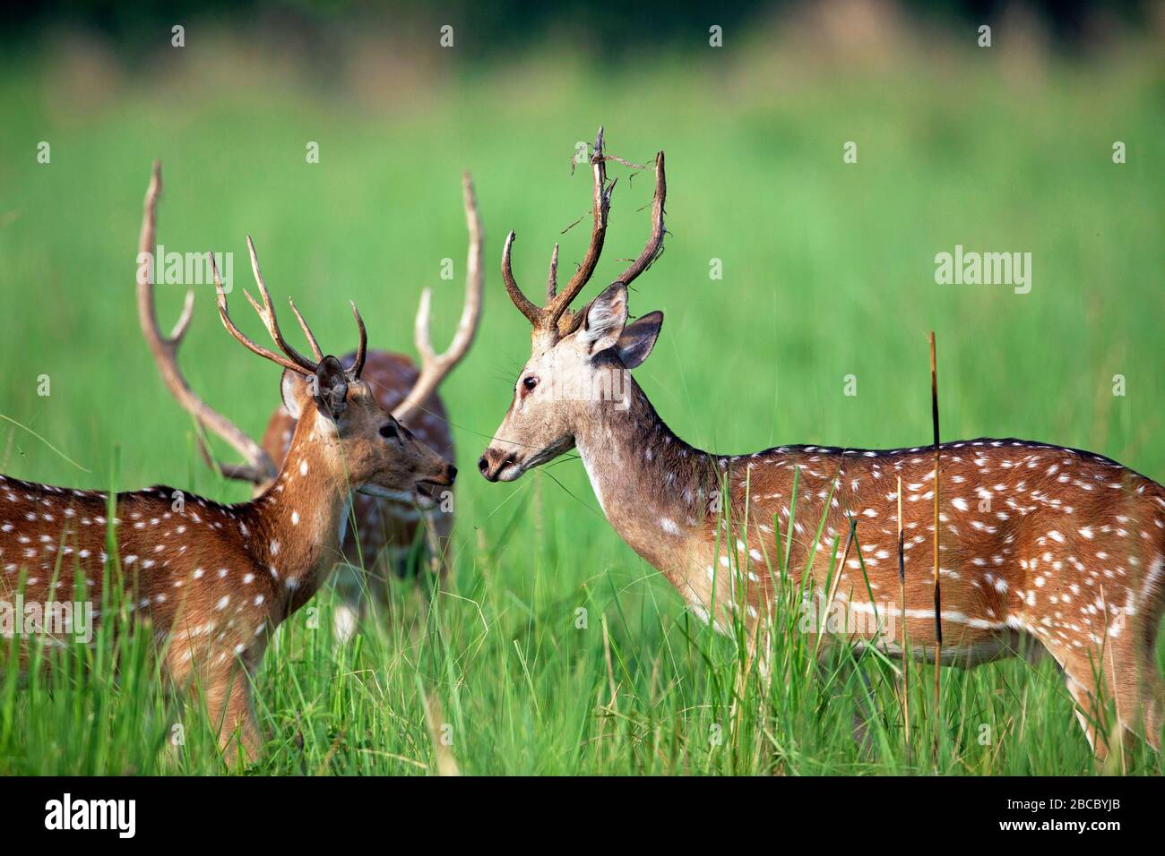 Herd of male spotted deer Stock Photo - Alamy Herd of male spotted deer Stock Photo - Alamy