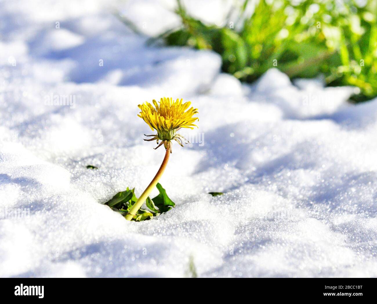 dandelion on on a fresh snow in april iage Stock Photo