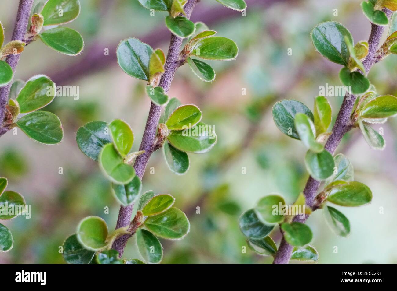 Green leaves wallpaper hi-res stock photography and images - Alamy