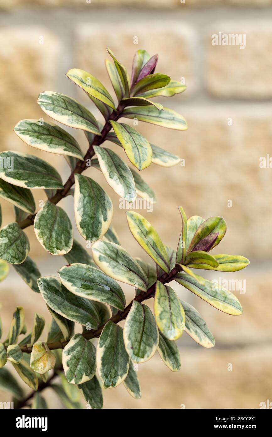 Close up of two branches of Hebe Silver Dollar against a blurred light stone wall. UK Stock Photo