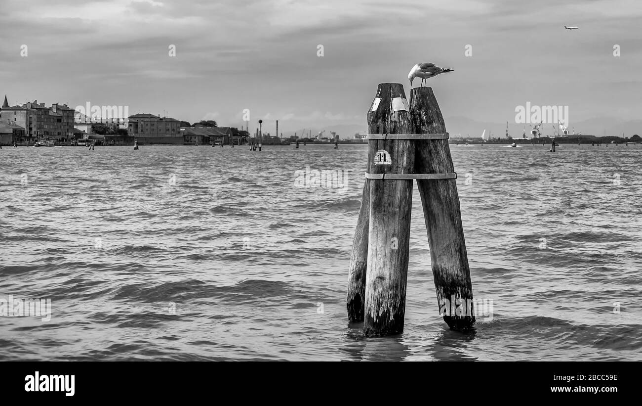 A seagull pecks food on a traditional Venetian briccola (wooden poles) with the Venetian lagoon in the background and an airplane in flight, Venice Stock Photo