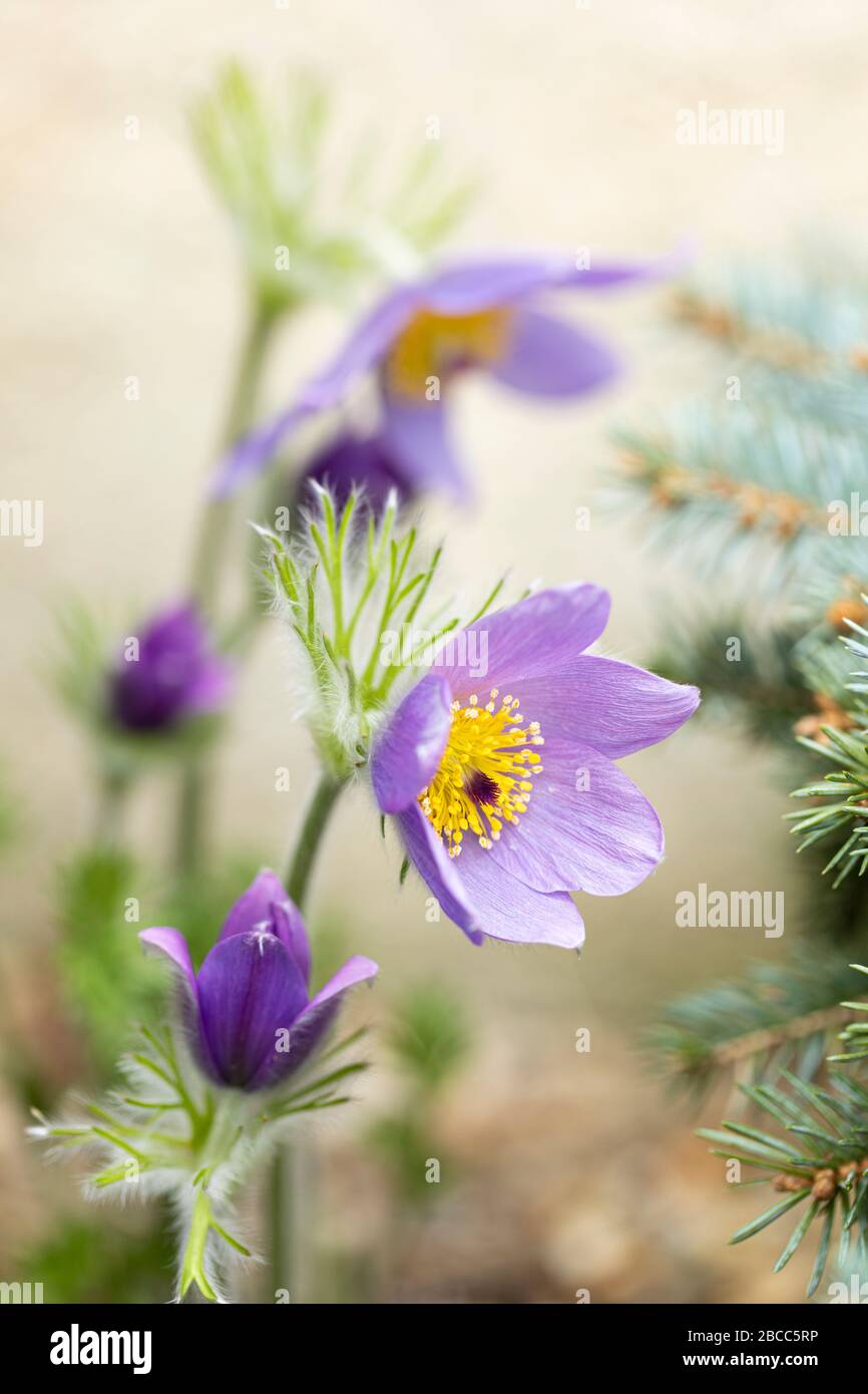 Close up of purple Pulsatilla vulgaris - Pasque flower flowering in a spring alpine garden in the UK Stock Photo