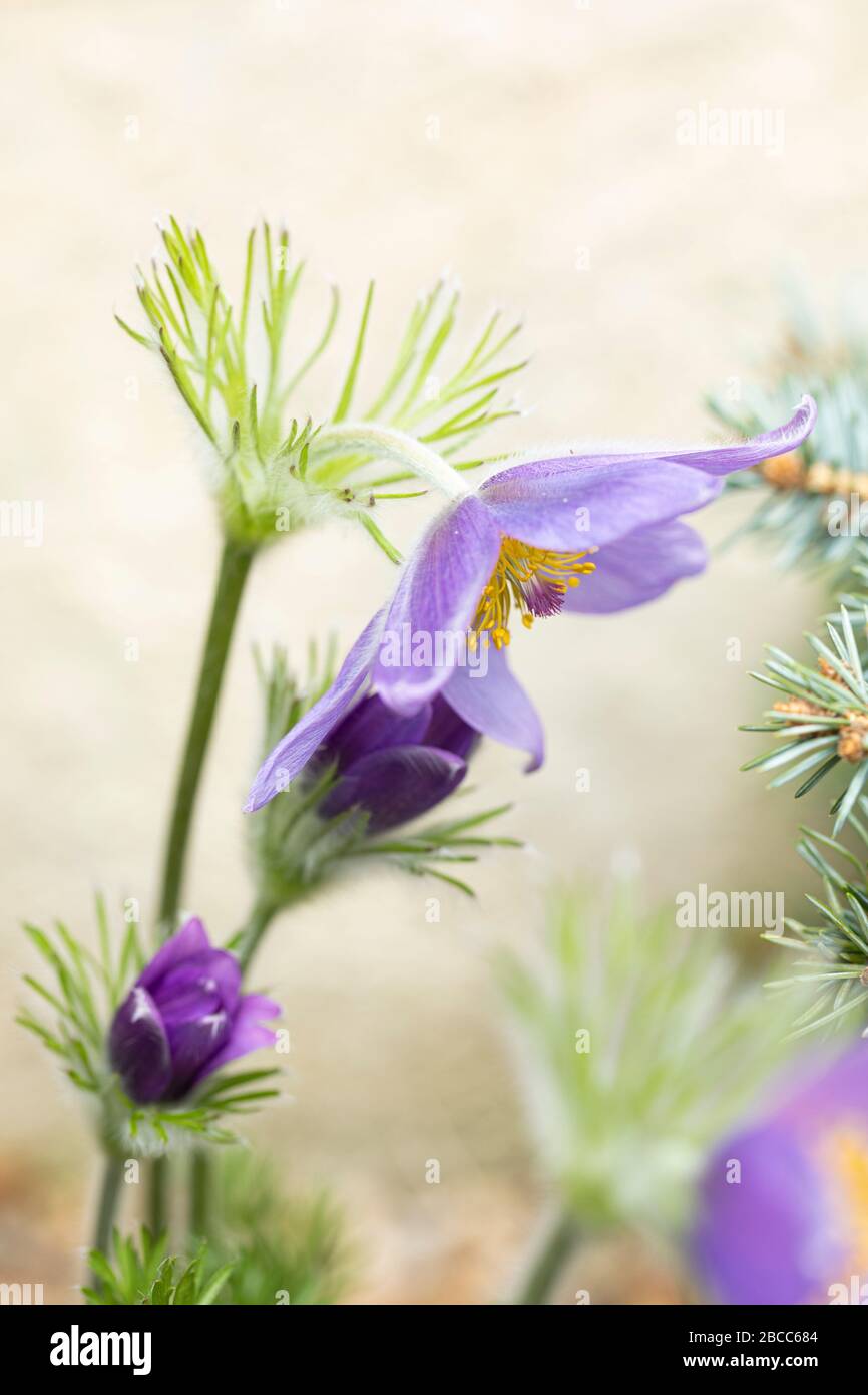 Close up of purple Pulsatilla vulgaris - Pasque flower flowering in a spring alpine garden in the UK Stock Photo