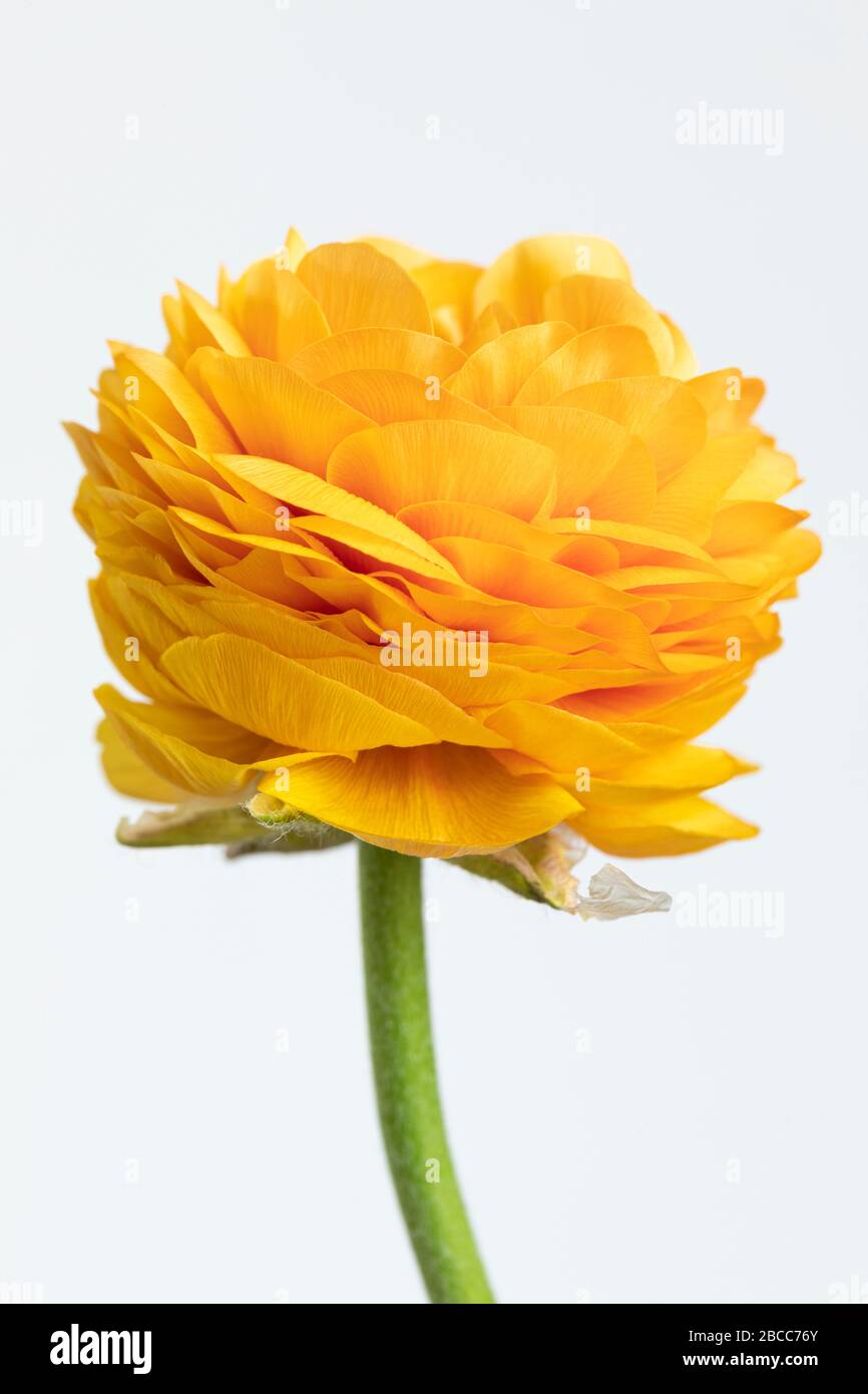 Close up of a beautiful orange Ranunculus isolated against a white background, UK Stock Photo